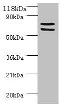 SDHA Antibody